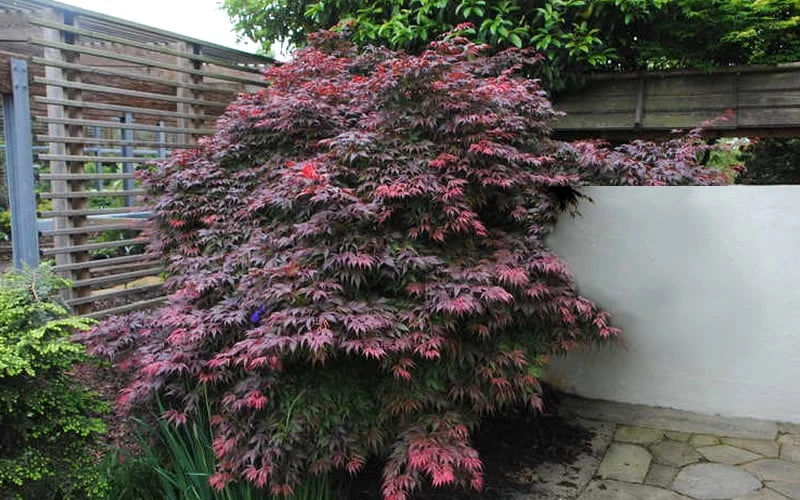 Oregon Sunset Japanese Maple - Acer Palmatum - 1 Gallon Pot 8 Oregon Sunset Japanese Maple - Acer Palmatum - 1 Gallon Pot - Image 6