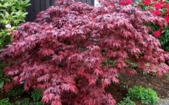Oregon Sunset Japanese Maple - Acer Palmatum - 1 Gallon Pot 12 Oregon Sunset Japanese Maple - Acer Palmatum - 1 Gallon Pot -Orchard Essence Japanese Maple Oregon Sunset 4 1