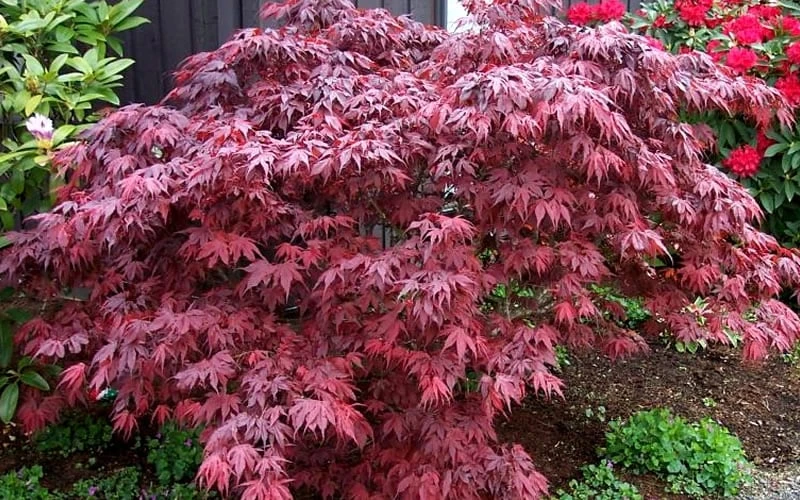 Oregon Sunset Japanese Maple - Acer Palmatum - 1 Gallon Pot 6 Oregon Sunset Japanese Maple - Acer Palmatum - 1 Gallon Pot - Image 4
