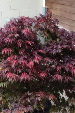 Oregon Sunset Japanese Maple (Acer Palmatum) - 2 Gallon Pot -Orchard Essence Japanese Maple Oregon Sunset 5