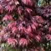 Oregon Sunset Japanese Maple - Acer Palmatum - 1 Gallon Pot -Orchard Essence Japanese Maple Oregon Sunset 7 1