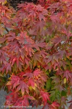 Oregon Sunset Japanese Maple (Acer Palmatum) - 2 Gallon Pot -Orchard Essence Japanese Maple Oregon Sunset 9