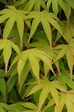 Osakazuki Japanese Maple - 5 Gallon Pot -Orchard Essence Japanese Maple Osakazuki 5 3