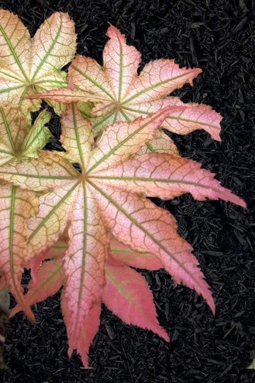 Peaches And Cream Japanese Maple - 5 Gallon Pot 3 Peaches And Cream Japanese Maple - 5 Gallon Pot