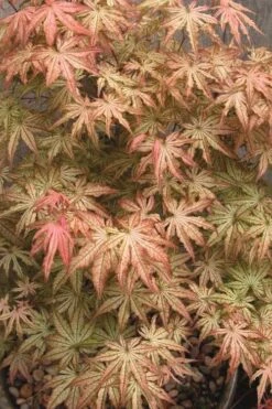 Peaches And Cream Japanese Maple - 5 Gallon Pot 14 Peaches And Cream Japanese Maple - 5 Gallon Pot -Orchard Essence Japanese Maple Peaches And Cream 8 2