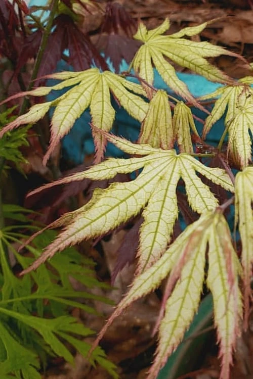 Peaches And Cream Japanese Maple - 1 Gallon Pot 10 Peaches And Cream Japanese Maple - 1 Gallon Pot - Image 8