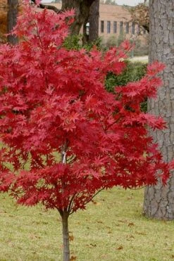 Pixie Dwarf Red Japanese Maple - 2 Gallon Pot -Orchard Essence Japanese Maple Pixie Dwarf 10