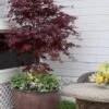 Pixie Dwarf Red Japanese Maple - 1 Gallon Pot 2 Pixie Dwarf Red Japanese Maple - 1 Gallon Pot -Orchard Essence Japanese Maple Pixie Dwarf 5 2