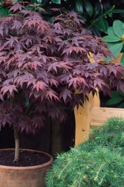 Pixie Dwarf Red Japanese Maple - 2 Gallon Pot -Orchard Essence Japanese Maple Pixie Dwarf 6