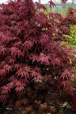 Pixie Dwarf Red Japanese Maple - 2 Gallon Pot -Orchard Essence Japanese Maple Pixie Dwarf 9
