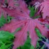 Purple Ghost Japanese Maple - 1 Gallon Pot 1 Purple Ghost Japanese Maple - 1 Gallon Pot -Orchard Essence Japanese Maple Purple Ghost 1 1
