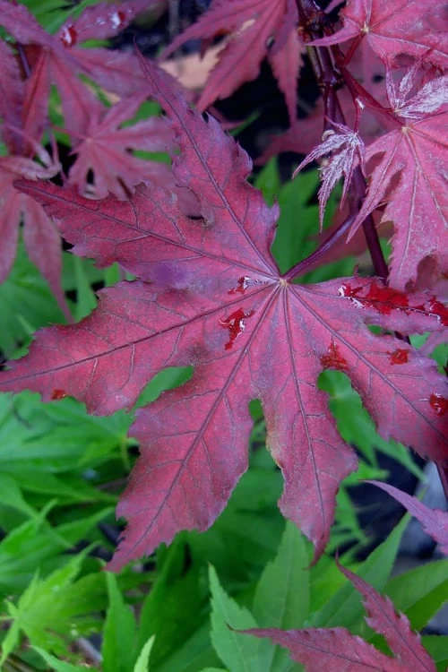 Purple Ghost Japanese Maple - 5 Gallon Pot 3 Purple Ghost Japanese Maple - 5 Gallon Pot