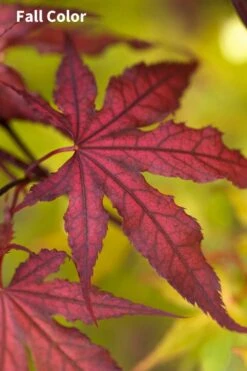 Purple Ghost Japanese Maple - 3 Gallon Pot 9 Purple Ghost Japanese Maple - 3 Gallon Pot -Orchard Essence Japanese Maple Purple Ghost 3 2