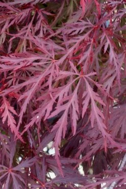 Red Dragon Dwarf Japanese Maple - 1 Gallon Pot -Orchard Essence Japanese Maple Red Dragon 11 1