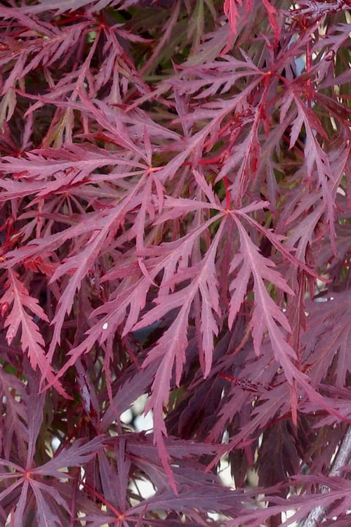 Red Dragon Dwarf Japanese Maple - 2 Gallon Pot 8 Red Dragon Dwarf Japanese Maple - 2 Gallon Pot - Image 6
