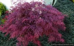 Red Dragon Dwarf Japanese Maple - 1 Gallon Pot -Orchard Essence Japanese Maple Red Dragon 21 1