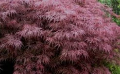 Red Dragon Dwarf Japanese Maple - 1 Gallon Pot -Orchard Essence Japanese Maple Red Dragon 3 1