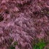 Red Select Laceleaf Japanese Maple - 1 Gallon Pot -Orchard Essence Japanese Maple Red Select 3