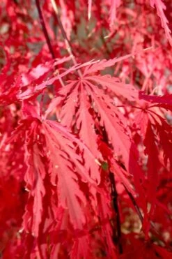 Red Select Laceleaf Japanese Maple - 1 Gallon Pot -Orchard Essence Japanese Maple Red Select 4
