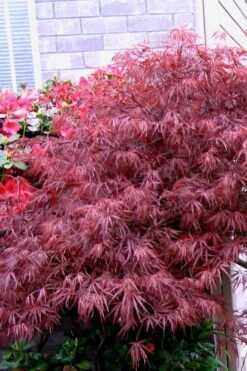 Red Select Laceleaf Japanese Maple - 1 Gallon Pot -Orchard Essence Japanese Maple Red Select 5