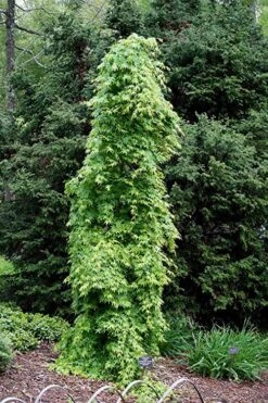 Ryusen Weeping Japanese Maple - 5 Gallon Pot -Orchard Essence Japanese Maple Ryusen 1 1