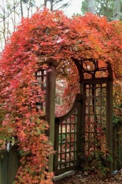 Ryusen Weeping Japanese Maple - 1 Gallon Pot 13 Ryusen Weeping Japanese Maple - 1 Gallon Pot -Orchard Essence Japanese Maple Ryusen 2