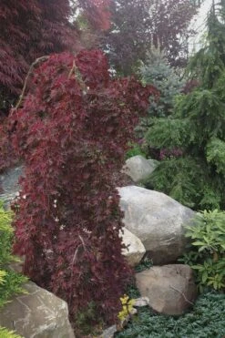 Ryusen Weeping Japanese Maple - 5 Gallon Pot -Orchard Essence Japanese Maple Ryusen 5 1