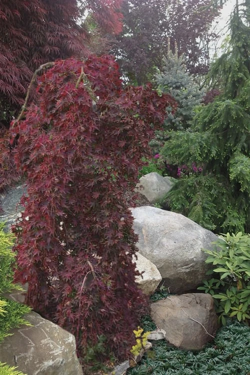Ryusen Weeping Japanese Maple - 1 Gallon Pot 7 Ryusen Weeping Japanese Maple - 1 Gallon Pot - Image 5