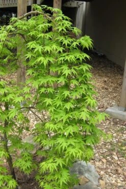 Ryusen Weeping Japanese Maple - 5 Gallon Pot -Orchard Essence Japanese Maple Ryusen 6 1