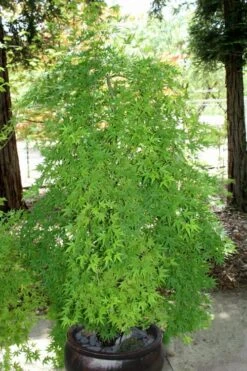 Ryusen Weeping Japanese Maple - 5 Gallon Pot -Orchard Essence Japanese Maple Ryusen 8 1
