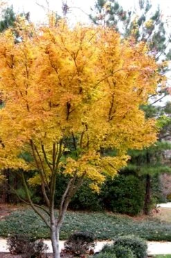 Sango Kaku Coral Bark Japanese Maple - 3 Gallon Pot (7-8') -Orchard Essence Japanese Maple Sango Kaku 31