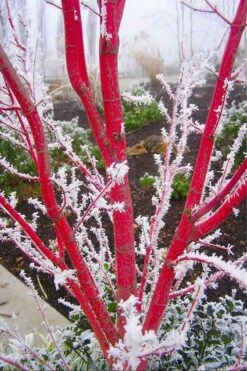 Sango Kaku Coral Bark Japanese Maple - 2 Gallon Pot -Orchard Essence Japanese Maple Sango Kaku Coral Bark 500x750 2