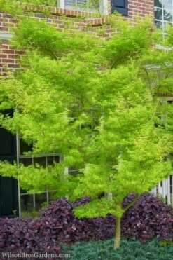 Seiryu Japanese Maple - 2 Gallon Pot 15 Seiryu Japanese Maple - 2 Gallon Pot -Orchard Essence Japanese Maple Seiryu 23