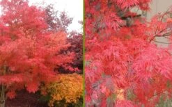 Seiryu Japanese Maple - 2 Gallon Pot 14 Seiryu Japanese Maple - 2 Gallon Pot -Orchard Essence Japanese Maple Seiryu Fall Color