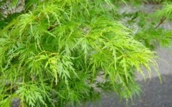 Seiryu Japanese Maple - 3 Gallon Pot -Orchard Essence Japanese Maple Seiryu Spring Color 1