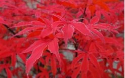 Shirazz Japanese Maple - 5 Gallon Pot (2-3') 15 Shirazz Japanese Maple - 5 Gallon Pot (2-3') -Orchard Essence Japanese Maple Shirazz 10