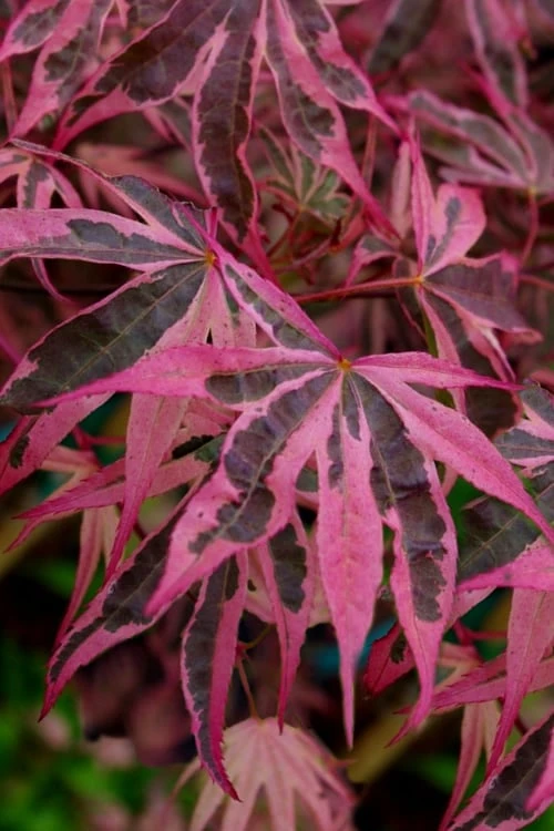 Shirazz Japanese Maple - 5 Gallon Pot (2-3') 3 Shirazz Japanese Maple - 5 Gallon Pot (2-3')
