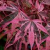 Shirazz Japanese Maple - 5 Gallon Pot (4-5') -Orchard Essence Japanese Maple Shirazz 12 2