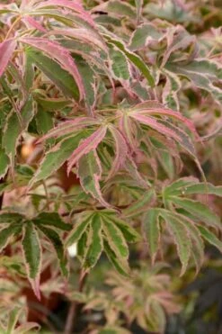 Shirazz Japanese Maple - 5 Gallon Pot (4-5') -Orchard Essence Japanese Maple Shirazz 13 2