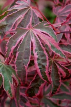 Shirazz Japanese Maple - 5 Gallon Pot (4-5') -Orchard Essence Japanese Maple Shirazz 6 2