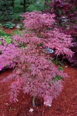 Shirazz Japanese Maple - 5 Gallon Pot (4-5') -Orchard Essence Japanese Maple Shirazz 7 2