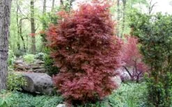 Skeeter's Broom Japanese Maple - 5 Gallon Pot -Orchard Essence Japanese Maple Skeeters Broom 1