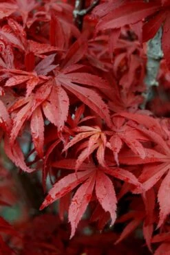 Skeeter's Broom Japanese Maple - 3 Gallon Pot -Orchard Essence Japanese Maple Skeeters Broom 6 2