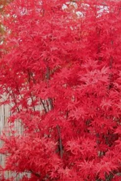 Skeeter's Broom Japanese Maple - 5 Gallon Pot -Orchard Essence Japanese Maple Skeeters Broom 7 1