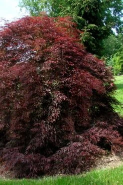 Tamukeyama Dwarf Red Japanese Maple - 2 Gallon Pot -Orchard Essence Japanese Maple Tamukeyama 10 2