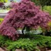 Tamukeyama Dwarf Red Japanese Maple - 2 Gallon Pot 1 Tamukeyama Dwarf Red Japanese Maple - 2 Gallon Pot -Orchard Essence Japanese Maple Tamukeyama 11 1