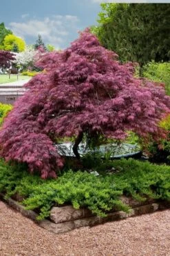 Tamukeyama Dwarf Red Japanese Maple - 3 Gallon Pot (High Grafted Tree Form) 13 Tamukeyama Dwarf Red Japanese Maple - 3 Gallon Pot (High Grafted Tree Form) -Orchard Essence Japanese Maple Tamukeyama 11 2