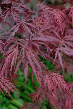 Tamukeyama Dwarf Red Japanese Maple - 1 Gallon Pot - High Grafted Tree Form -Orchard Essence Japanese Maple Tamukeyama 13