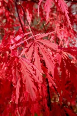 Tamukeyama Dwarf Red Japanese Maple (High Graft Tree Form)- 3 Gallon Pot 16 Tamukeyama Dwarf Red Japanese Maple (High Graft Tree Form)- 3 Gallon Pot -Orchard Essence Japanese Maple Tamukeyama 14 1