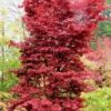 Twombly's Red Sentinel Japanese Maple - 5 Gallon Pot (5-6') -Orchard Essence Japanese Maple Twombleys Red Sentinel 500x750 1